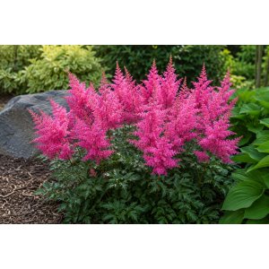 Astilba Arendsova (Astilbe arendsii) ‘MAGGIE DALEY’ - kont. C2L